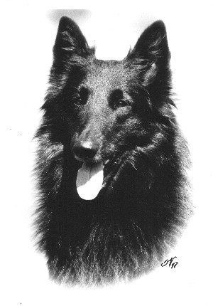 Cino