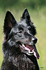 Picxie de Lescaut