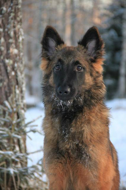 Ruska