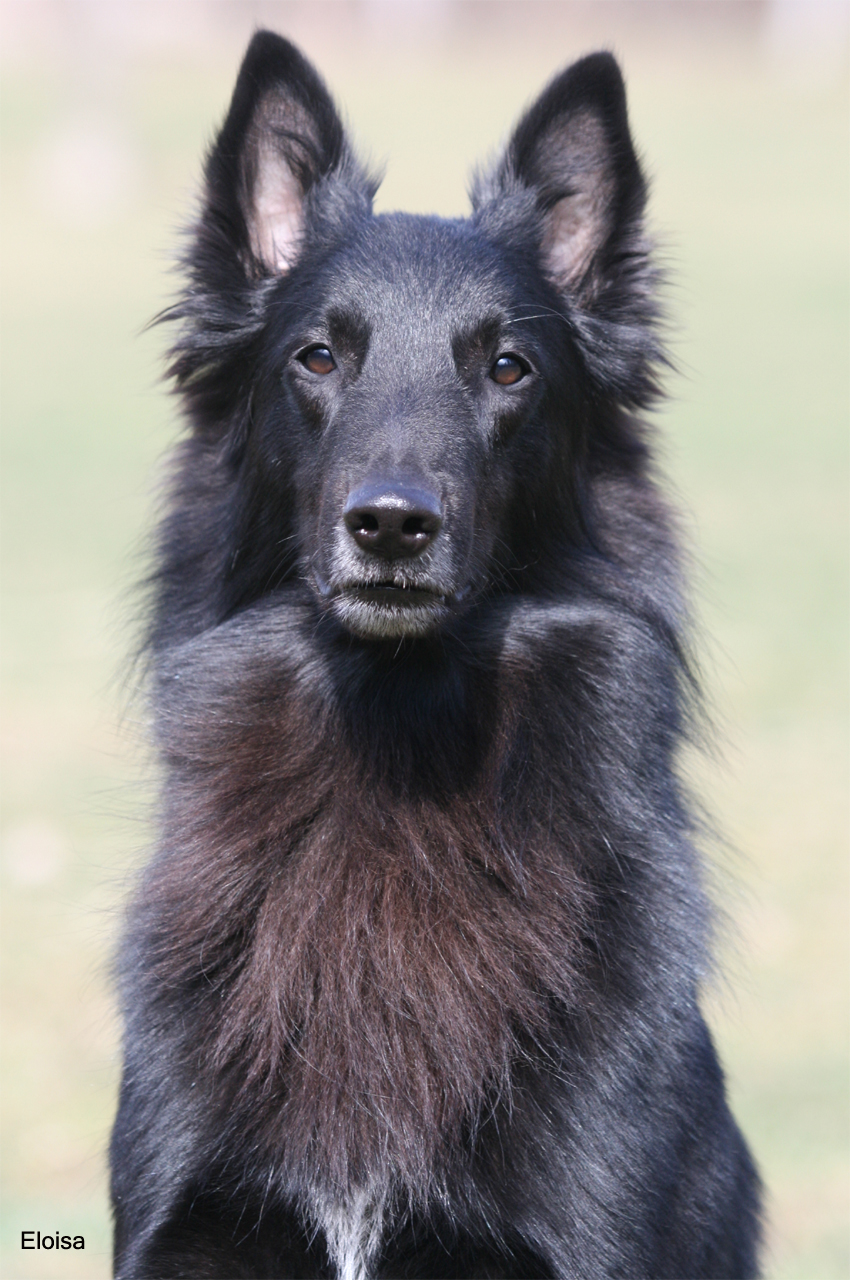 Bolt