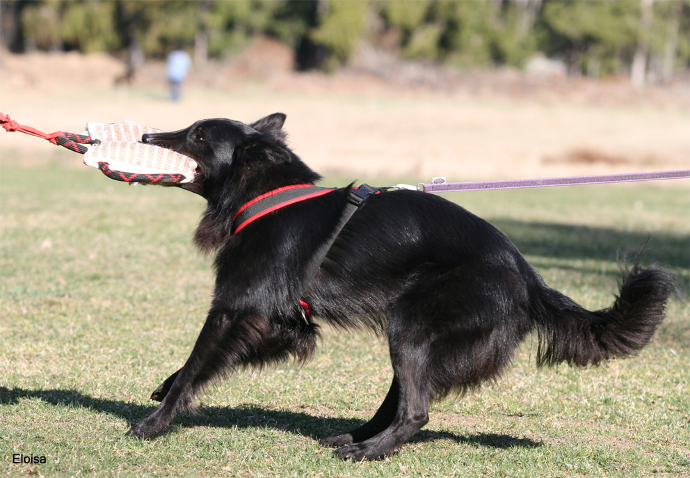 Bolt