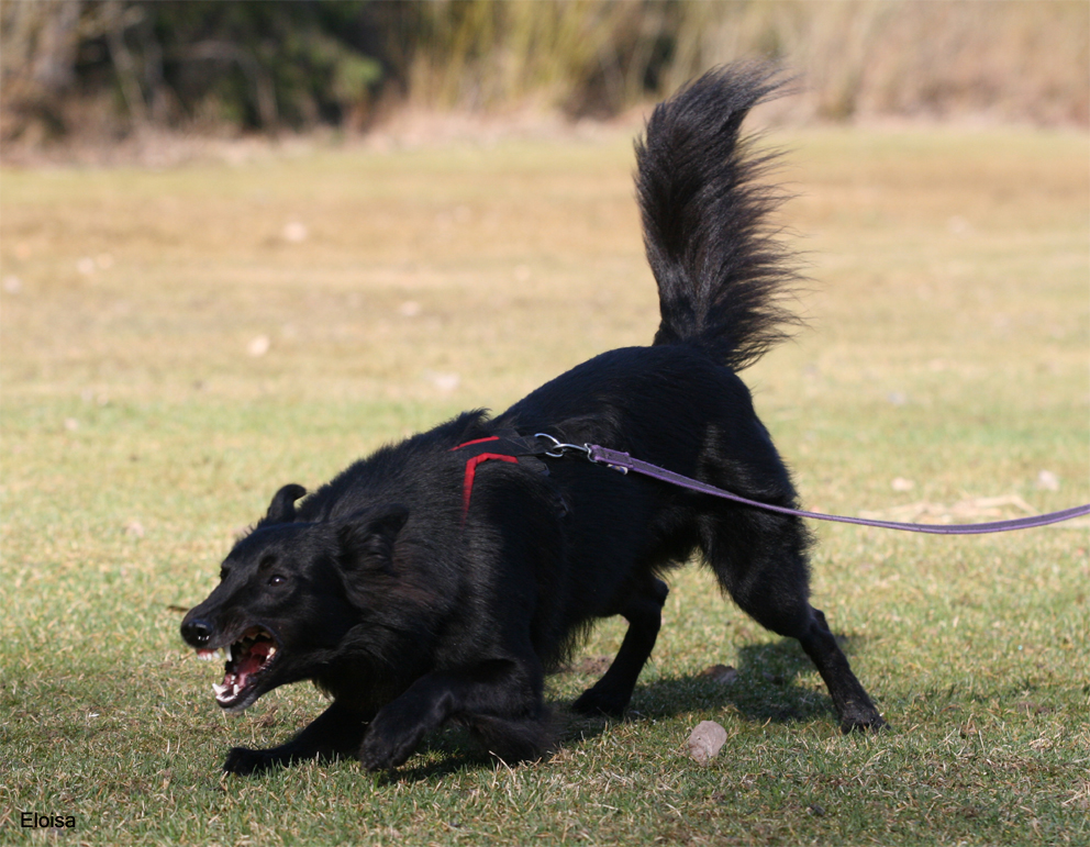 Bolt