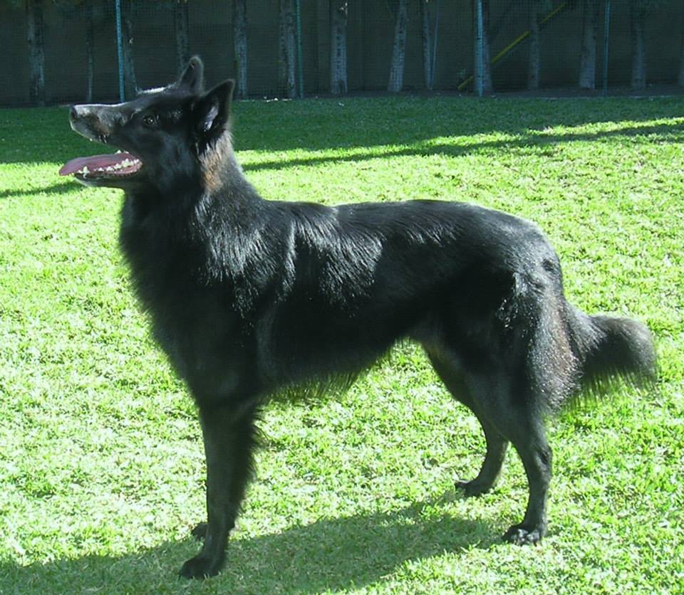 Szander