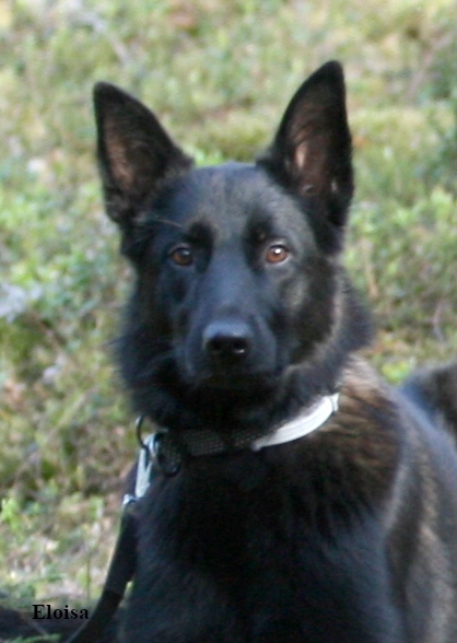 Yrtti