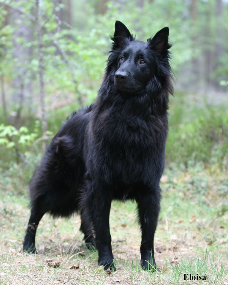 Yst&auml;v&auml;