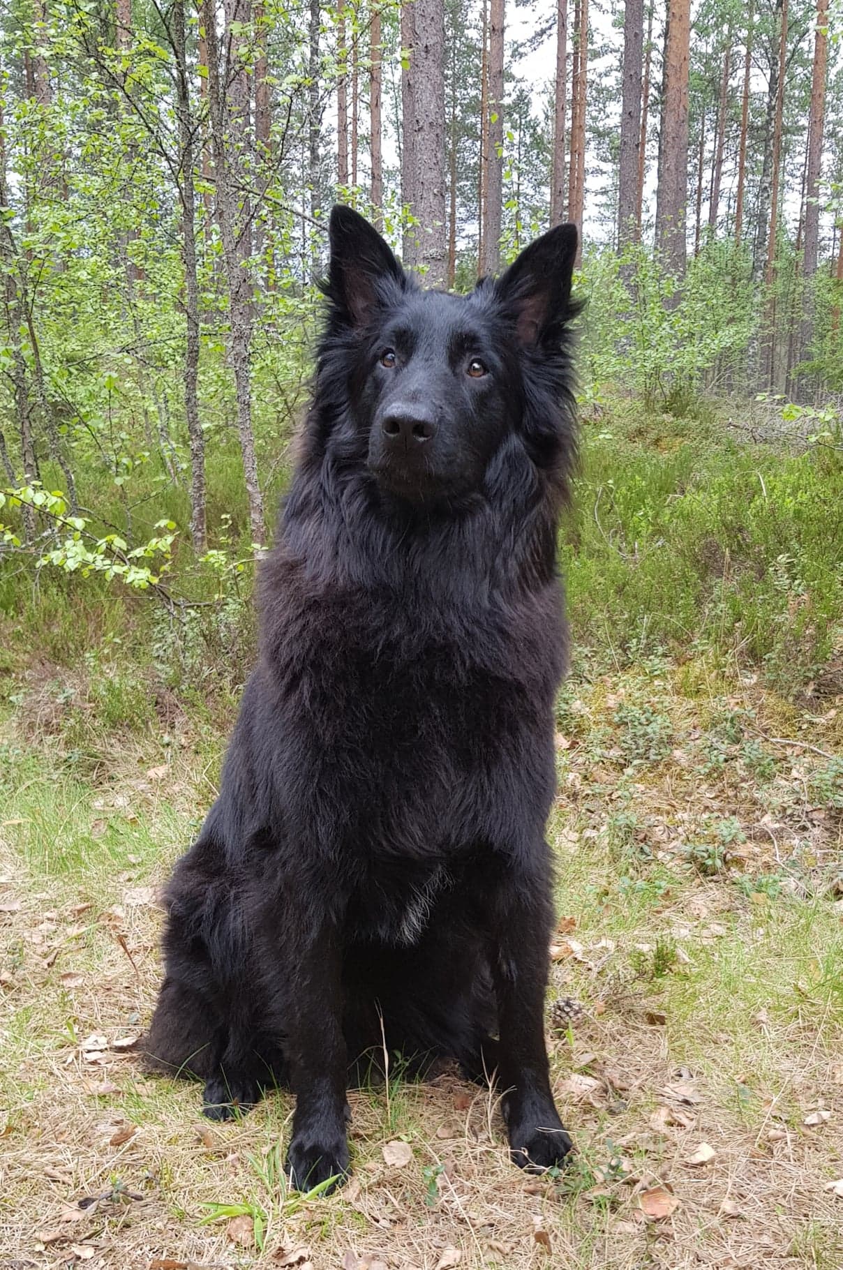 Yst&auml;v&auml;